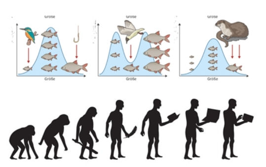 Evolution
